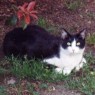 Garden Kitty